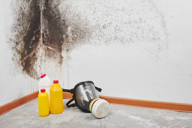 Cajahs Mountain, NC Mold Removal Company