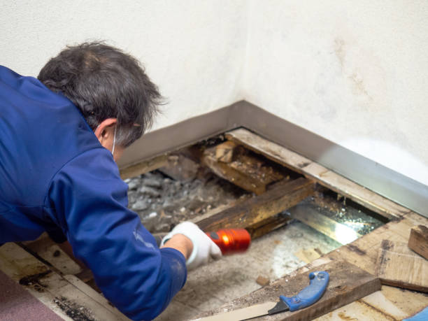 Best Water Damage Restoration  in Cajahs Mountain, NC