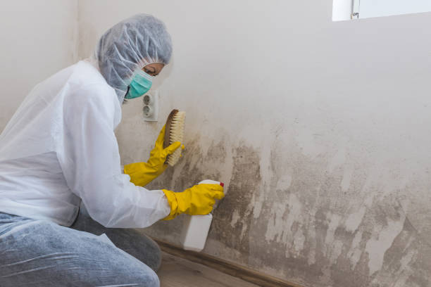 Best Home Mold Removal  in Cajahs Mountain, NC