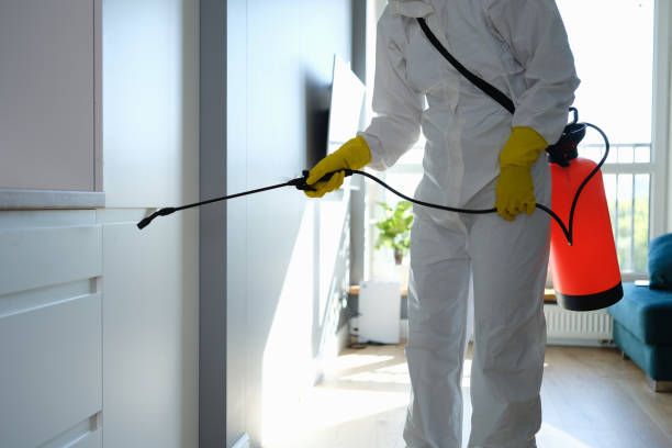 Best Mold Damage Repair  in Cajahs Mountain, NC