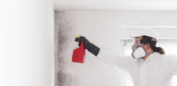 Best Toxic Mold Removal  in Cajahs Mountain, NC