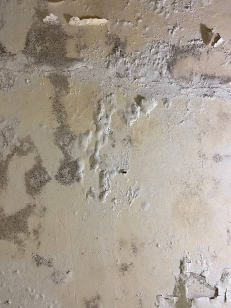 Best Mold Removal and Inspection  in Cajahs Mountain, NC