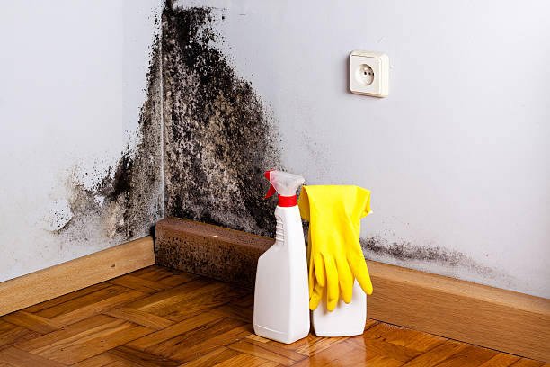 Best Attic Mold Removal  in Cajahs Mountain, NC