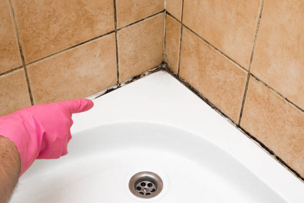 Best Mold Cleaning Services  in Cajahs Mountain, NC