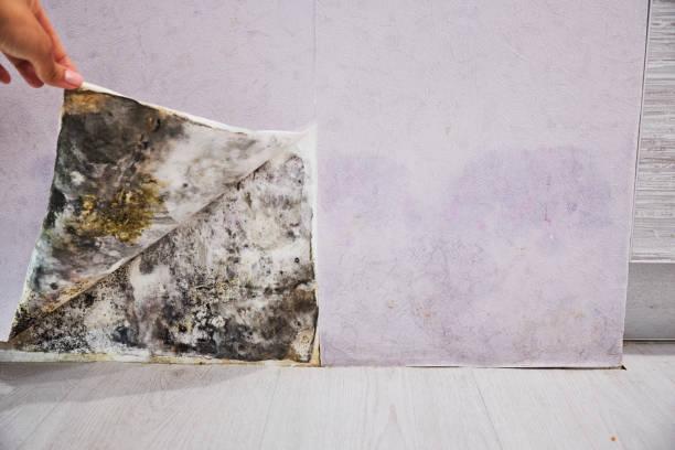 Best Best Mold Removal Companies  in Cajahs Mountain, NC
